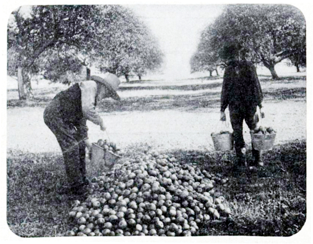 Apple Time in the East End – Leslieville Historical Society